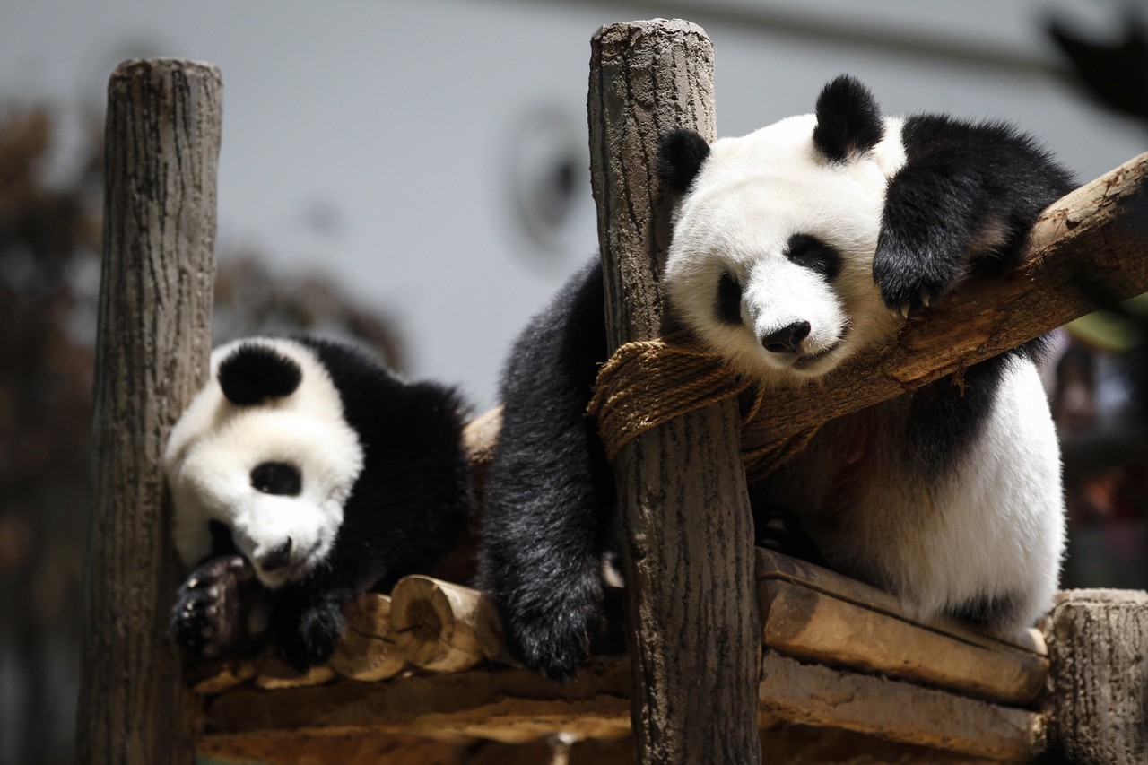 Malaysia's Famous Pandas Just Had A Birthday Party And It Was SO CUTE