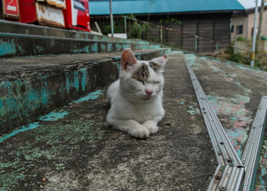 OMG, There Are 12 Cat Islands In Japan!
