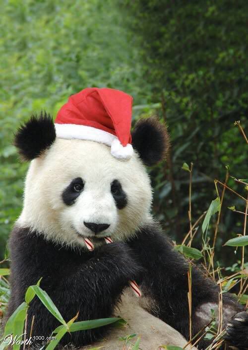 WWFMalaysia Gives AnimalLovers The Chance To "Adopt" A Panda Or Sun