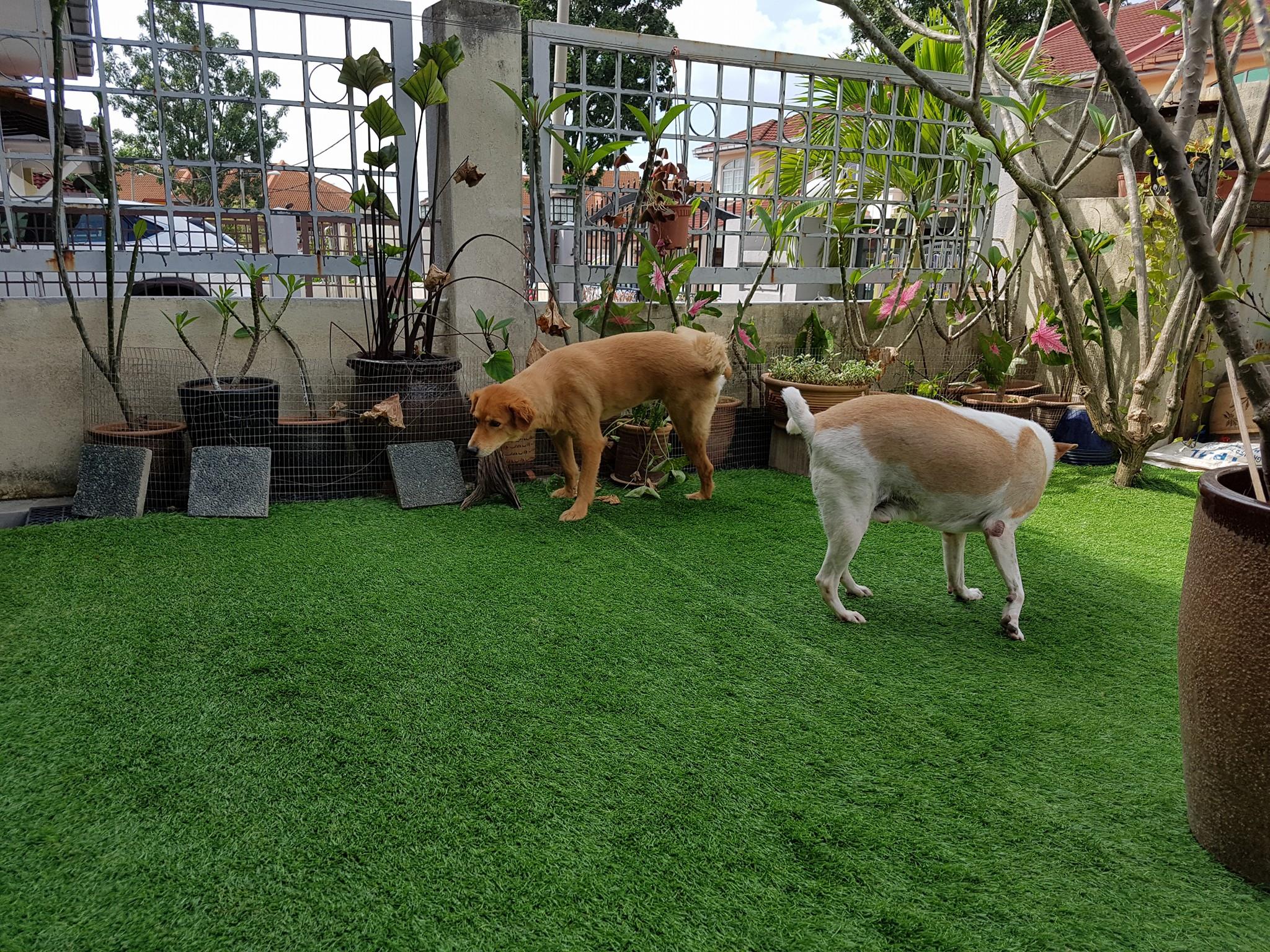 10 Home Boarding Services For Your Pets That Are Based In Klang Valley