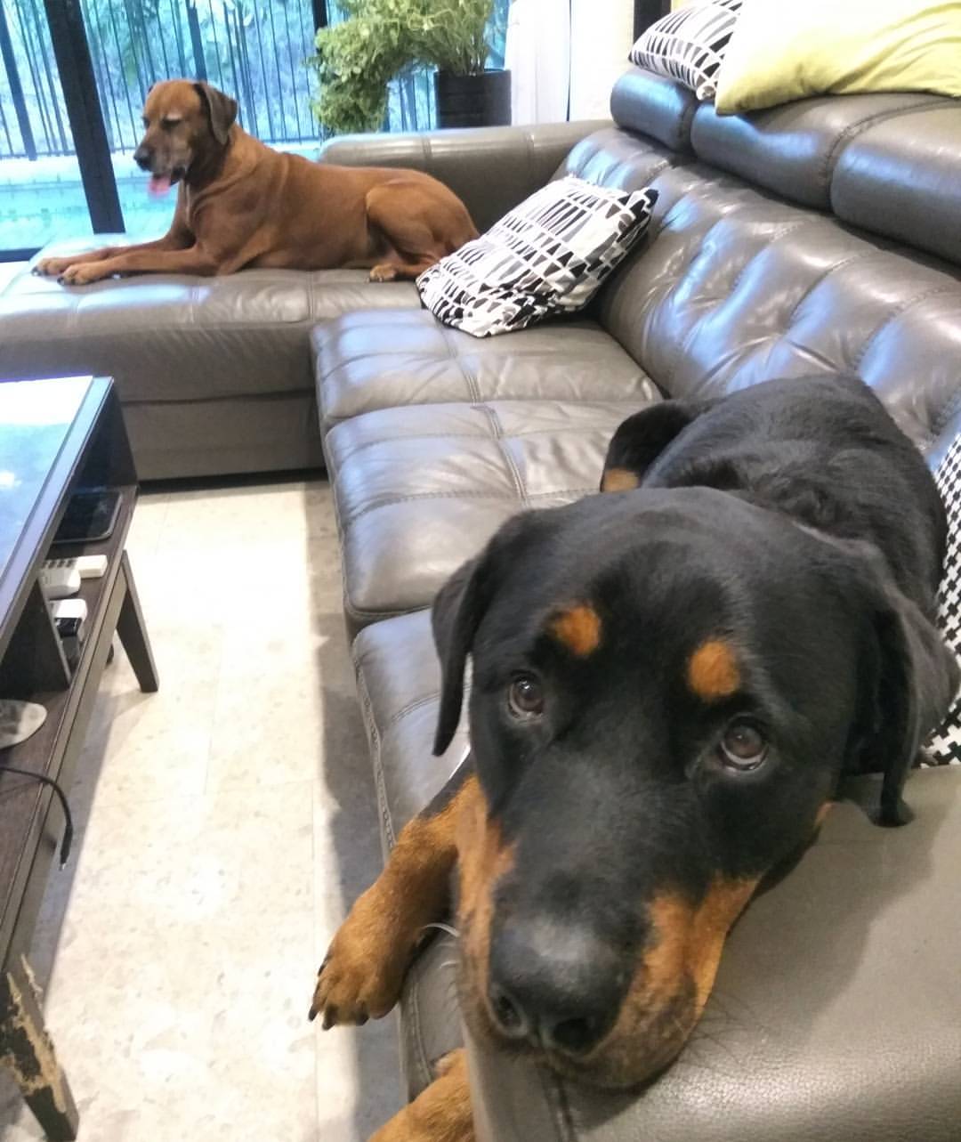 10 Home Boarding Services For Your Pets That Are Based In Klang Valley