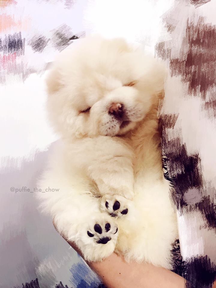 InstagramFamous Pup, Puffie The Chow Has Died