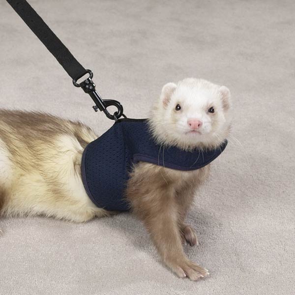 Ferrets On Steroids