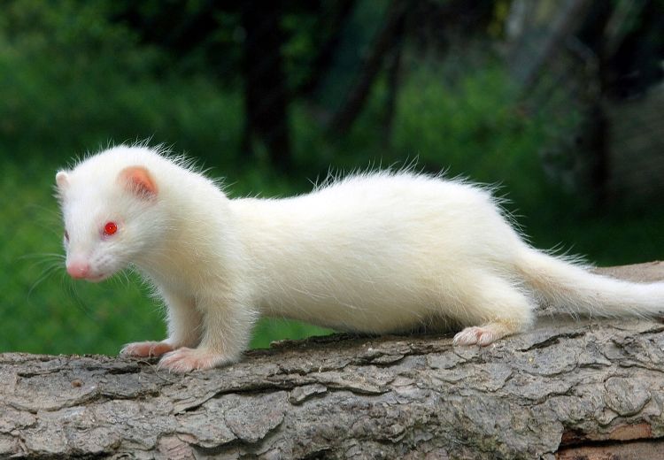 Ferrets On Steroids Sold As Dogs