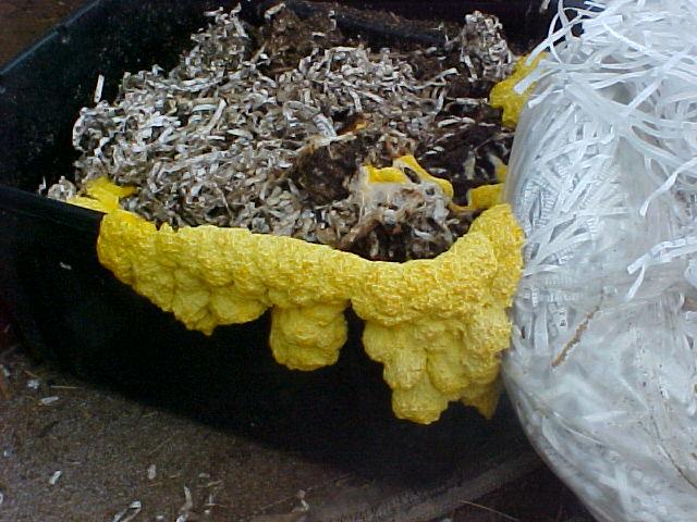 Yellow mold is often referred as slime mold, because the colony looks like bright slime when seen at a glance. 'Bios Urn' Will Turn You Into A TreeAfter You Die