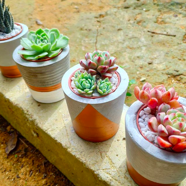 The Asli Co. Upcycles Plastic To Create Adorable Succulent Pots And I