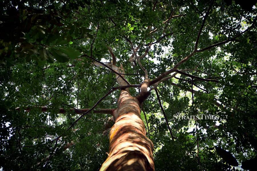 Tun M Declares Merbau As Malaysia's National Tree