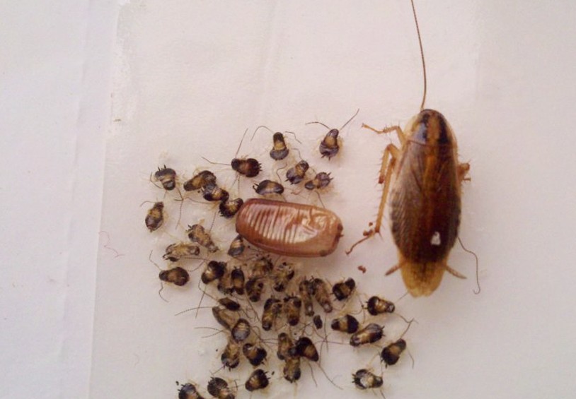 Doctor In China Found Over 10 Baby Cockroaches Inside A