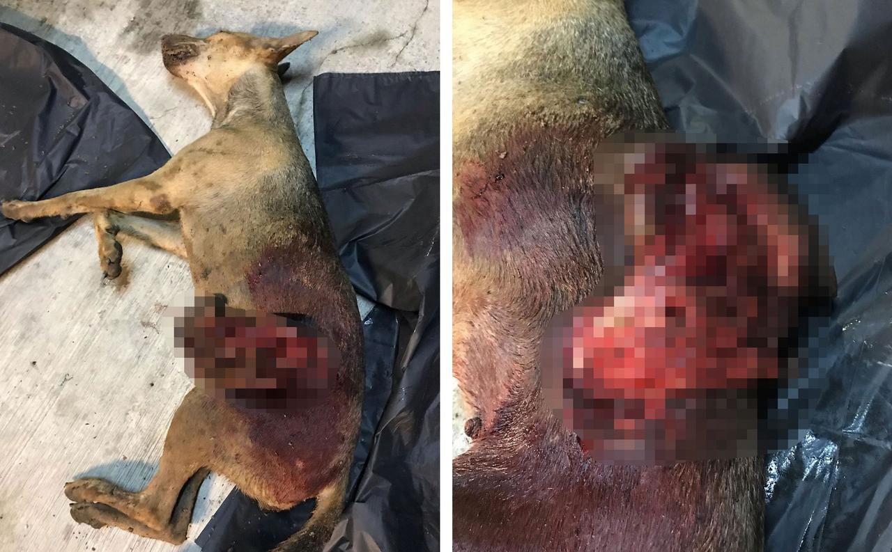 Woman Demands Justice For A Dog In Setia Alam Whose