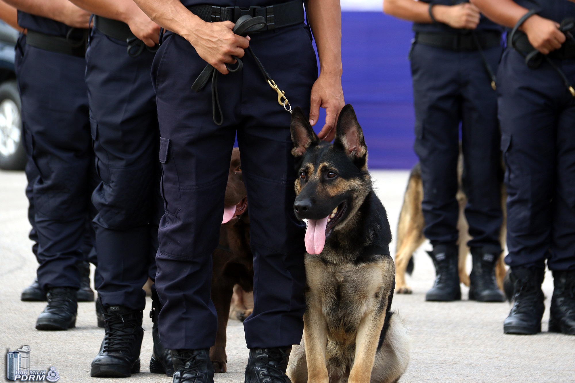 We're Losing It At These Photos Of PDRM's Dogs And Their
