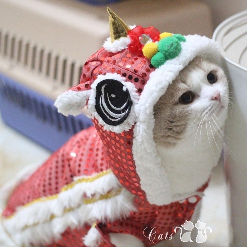 Dress Your Pets In Cute Lion Costumes To Divert The Usual