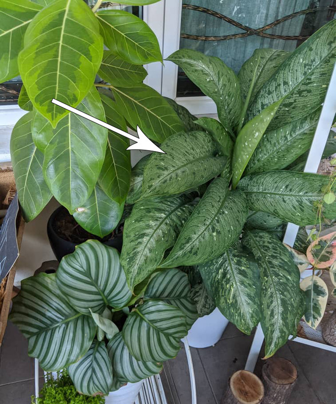 9 Easy Plants To Grow In Malaysian Weather