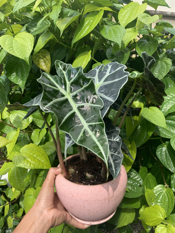 12 Online Shops That Deliver Plants In Malaysia