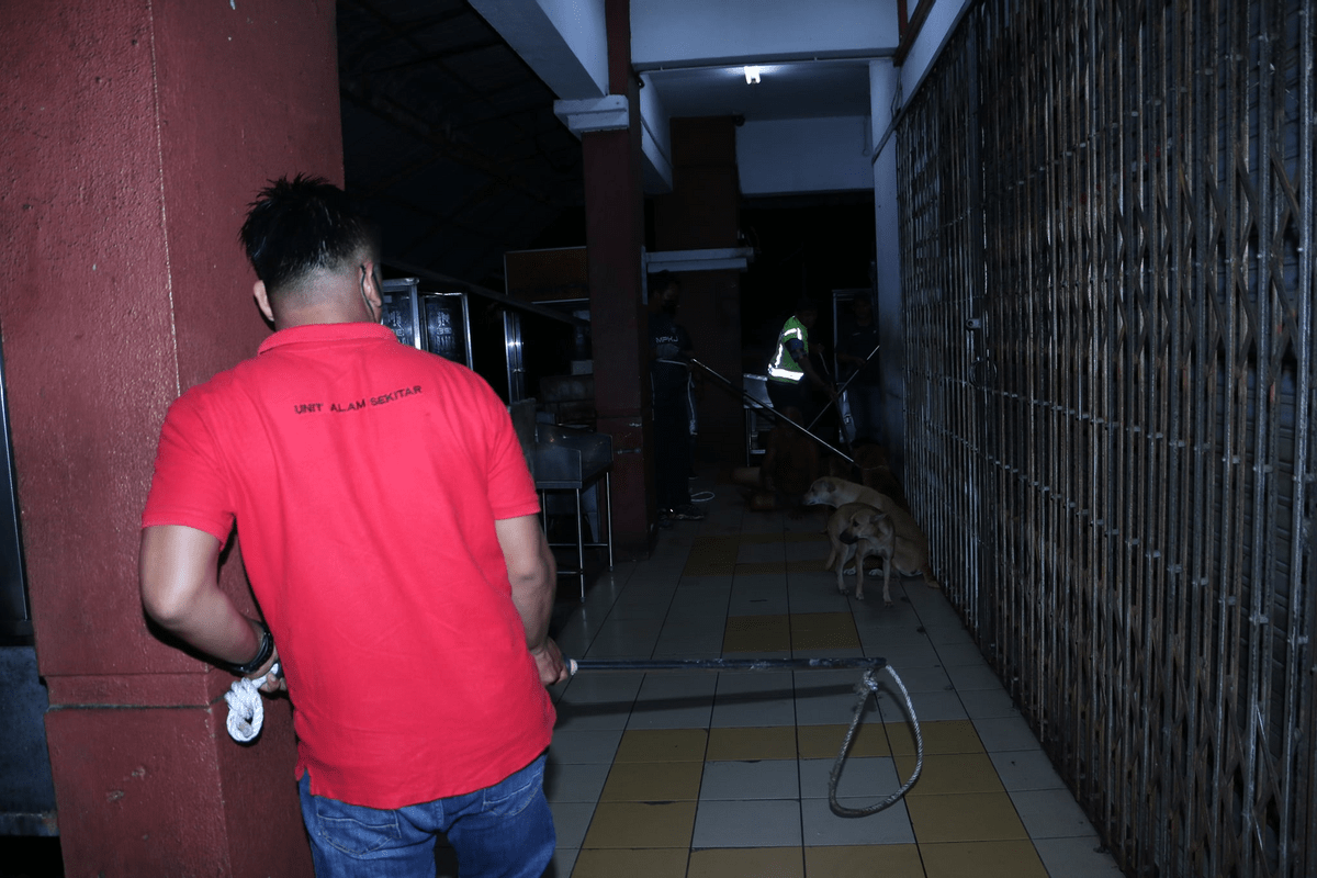 MPKJ Officials Catch Stray Dogs That Are Protecting Homeless Man