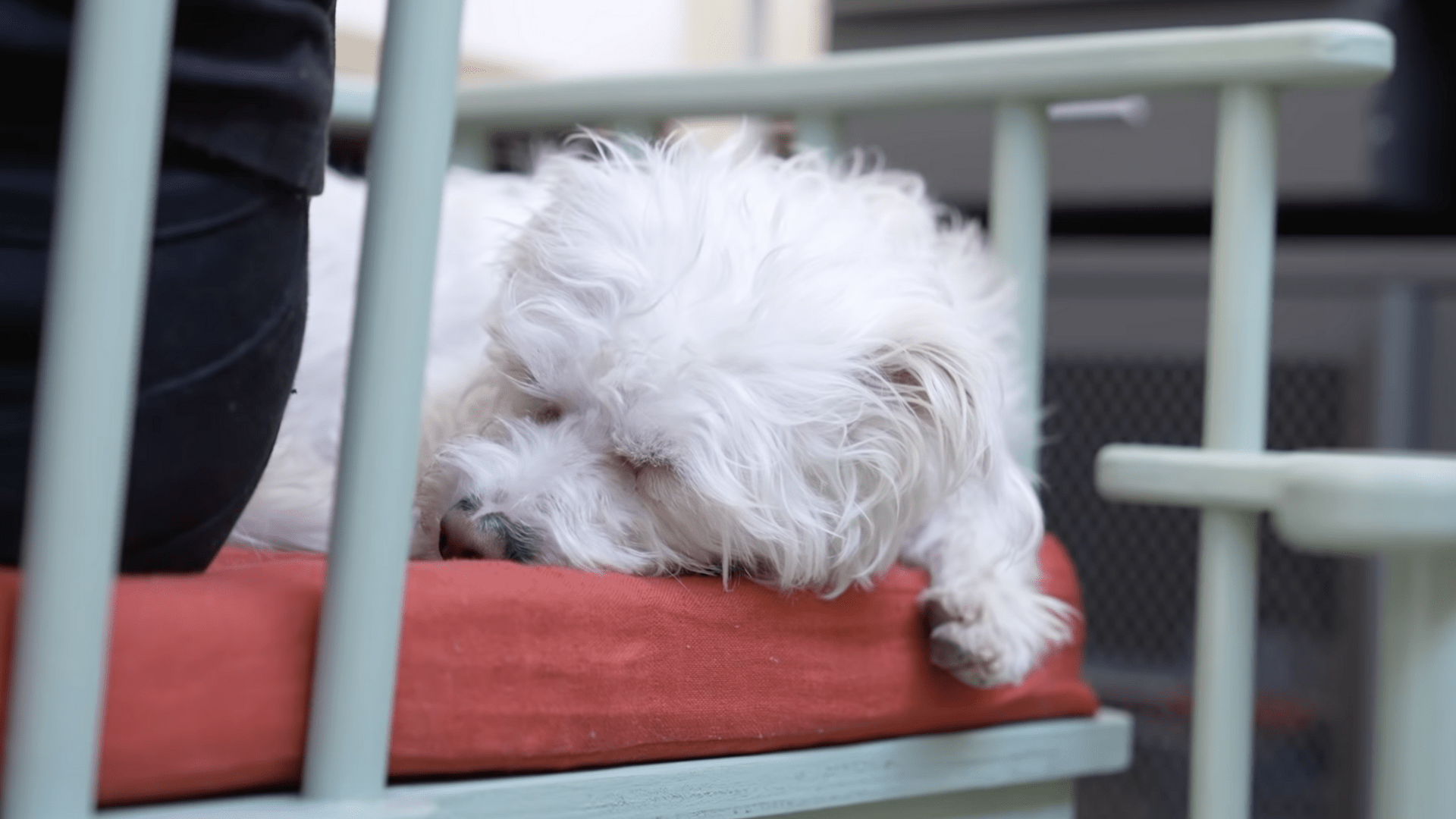 Inventor Builds Adorable Chair That Allows Your Clingy Pets To Sit With