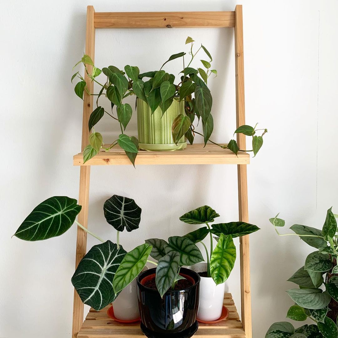 10 Local Online Stores Selling Pretty Houseplants To Satisfy Every MCO