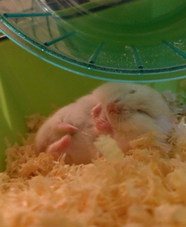 These Photos Of Adorable Hamsters Sleeping Are Such A Mood