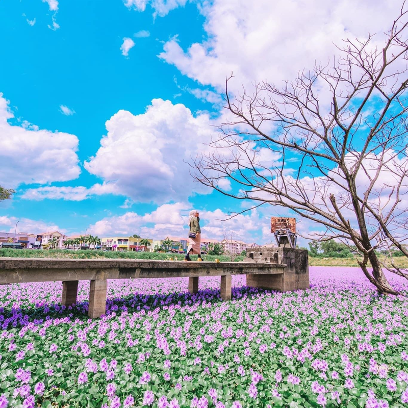 This Stunning Pink Flower Pond In Sungai Petani Holds A Smelly Secret