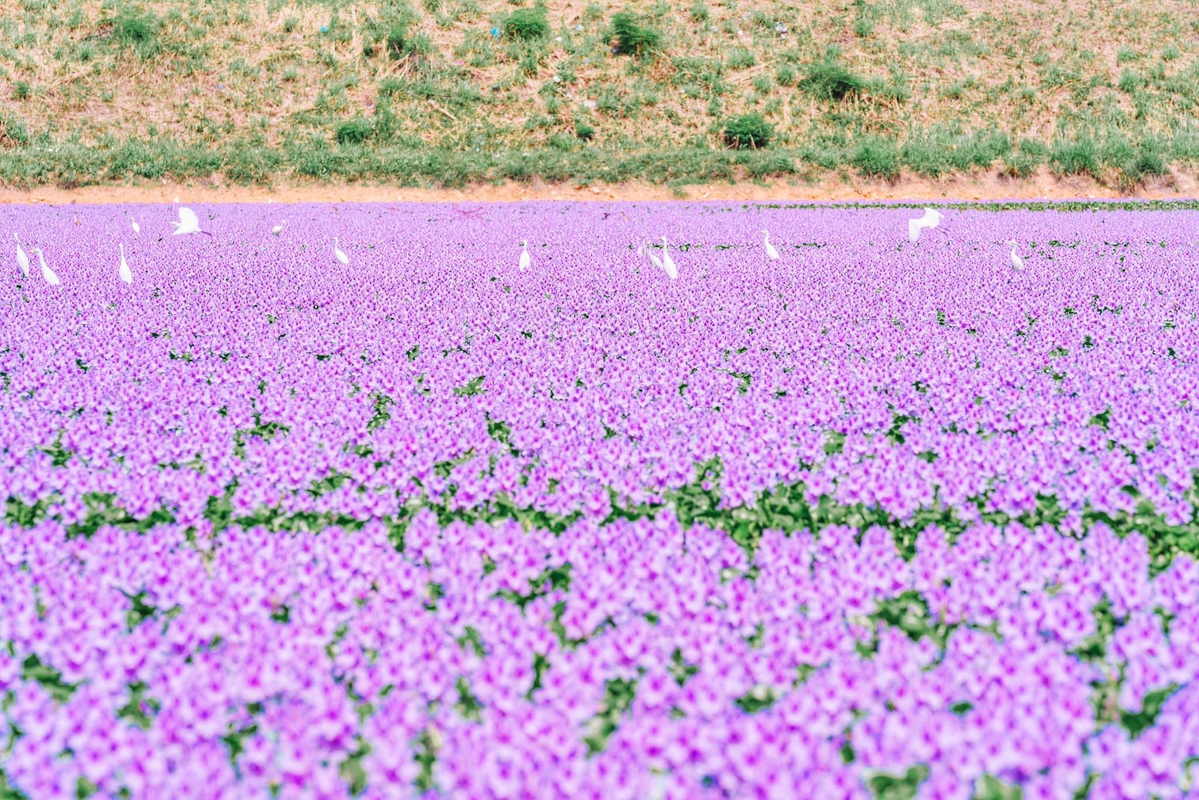 This Stunning Pink Flower Pond In Sungai Petani Holds A Smelly Secret