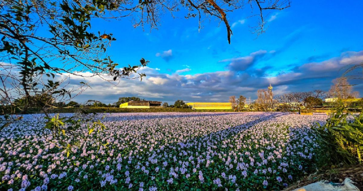 This Stunning Pink Flower Pond In Sungai Petani Holds A Smelly Secret