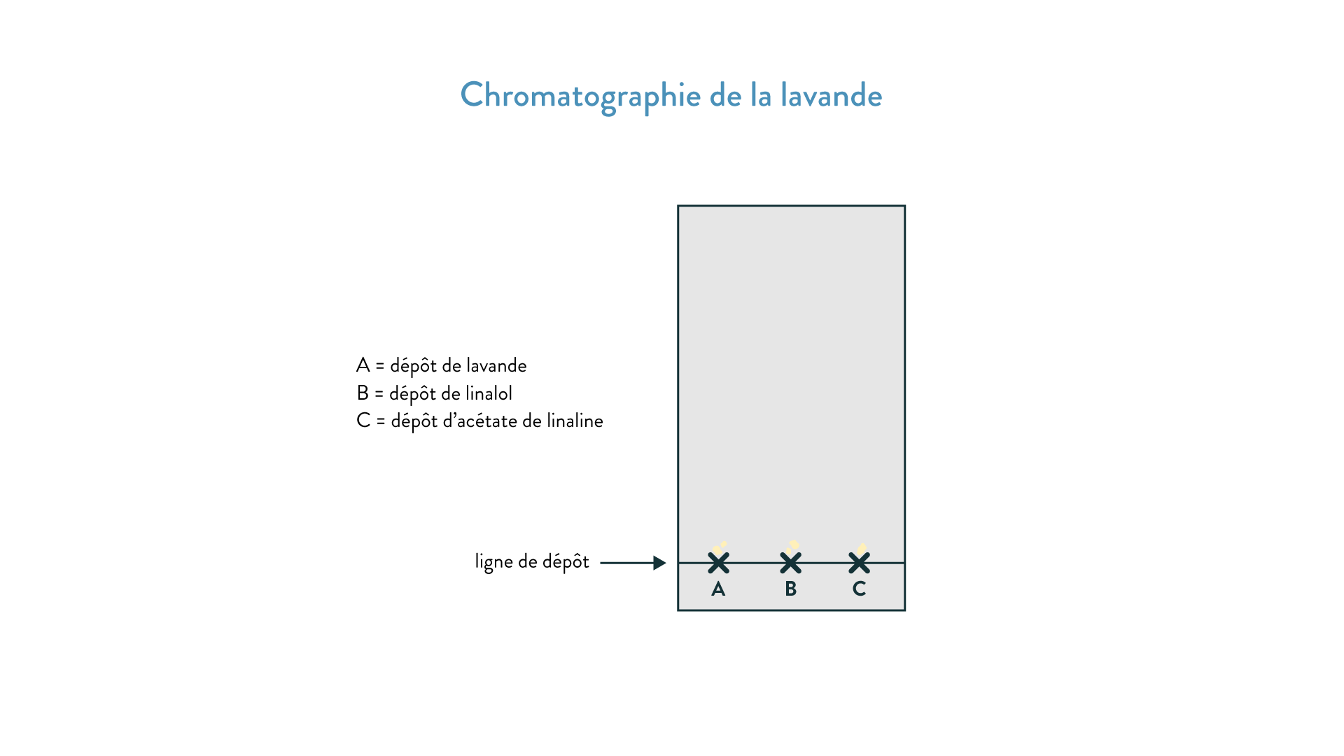 Réaliser une chromatographie sur couche mince (CCM