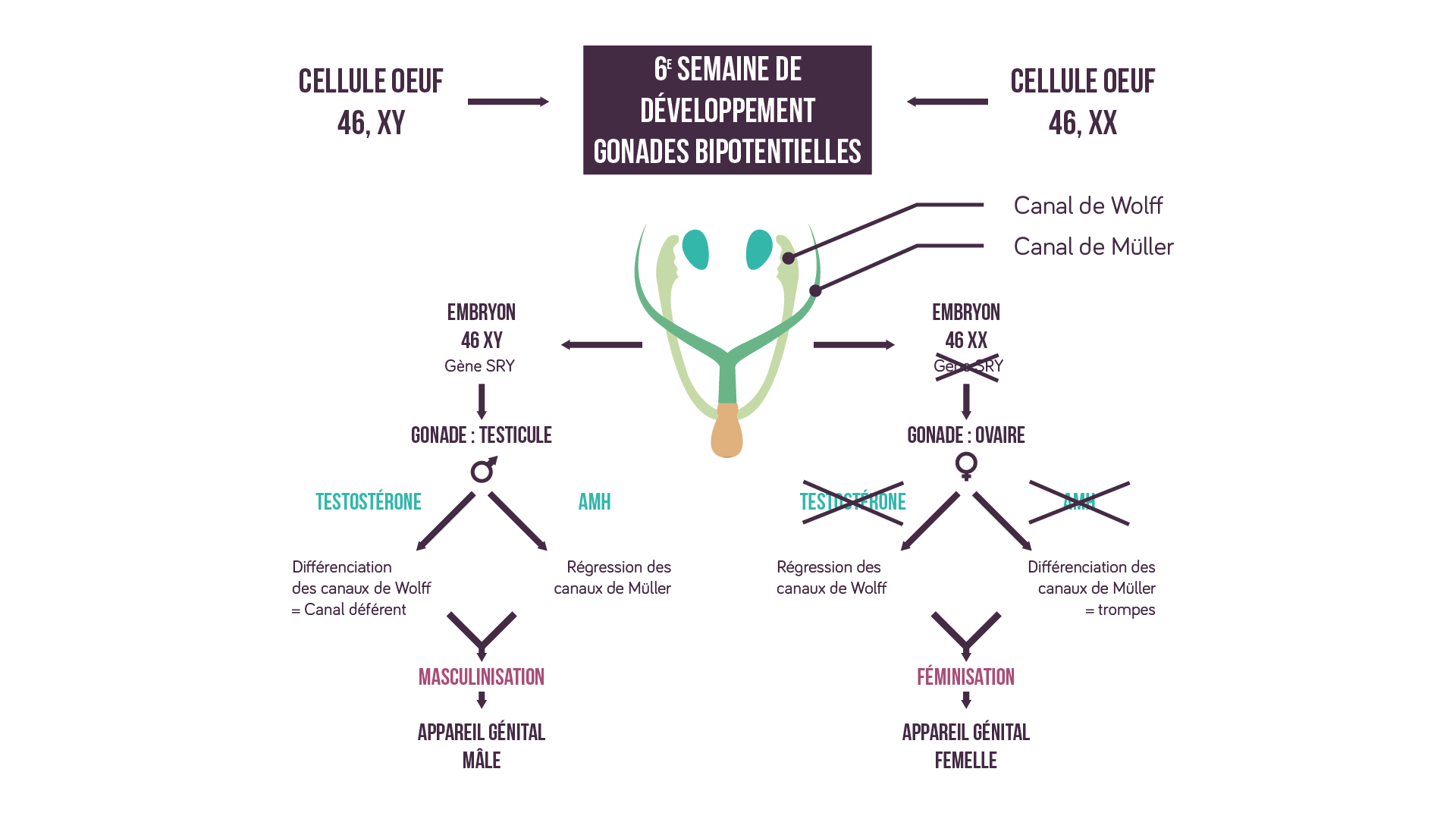 Schéma Mise En Place Des Appareils Reproducteurs La Galerie