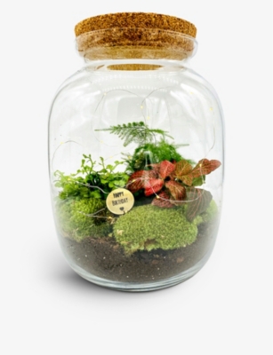 THE URBAN BOTANIST Birthday Biome Ecosystem recycledglass terrarium