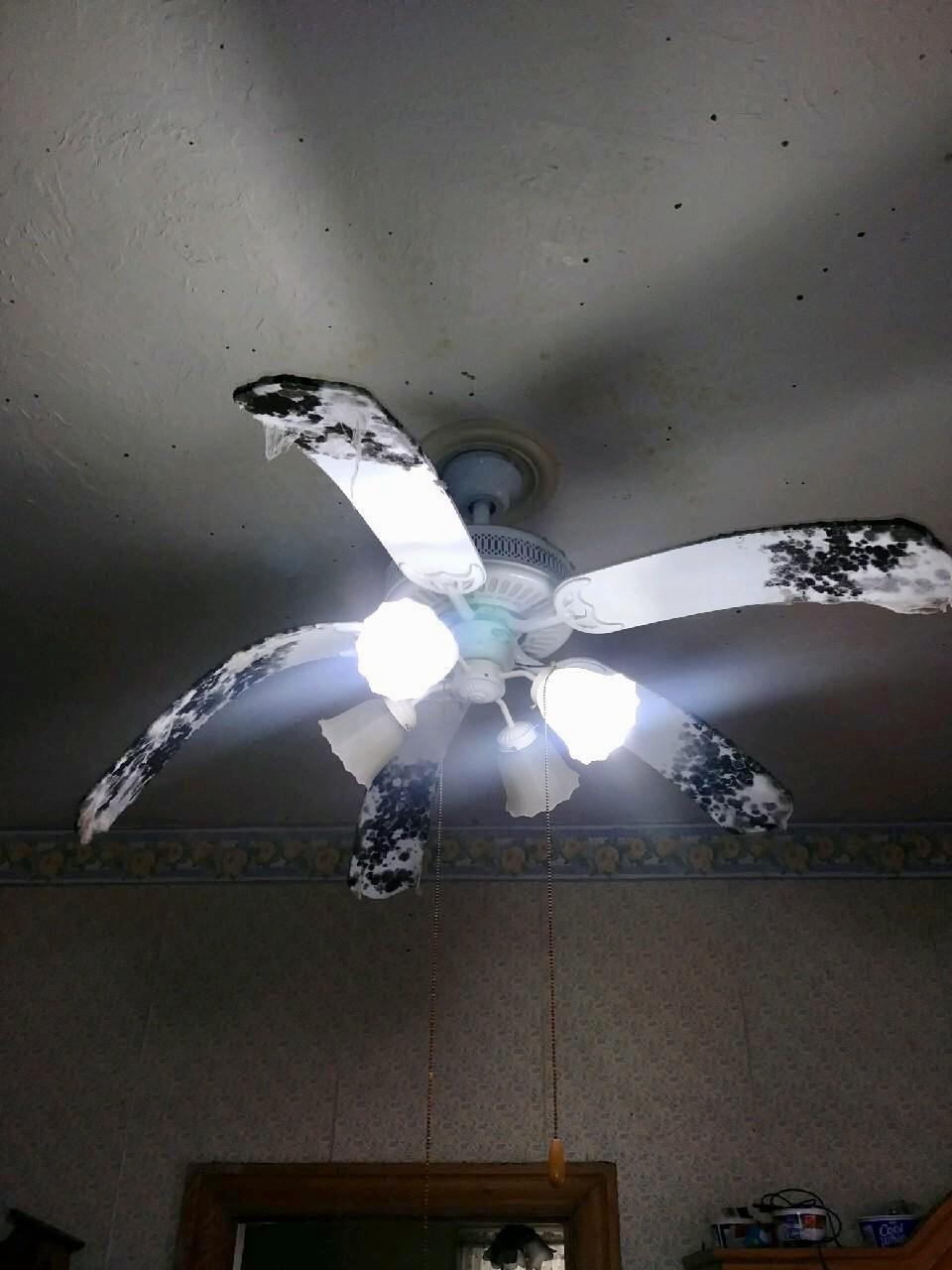 Photo Gallery Denver Mold Removal