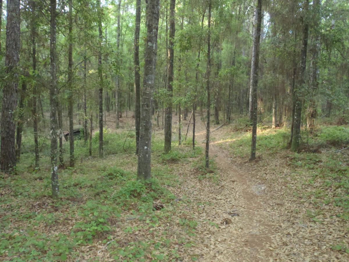 Pine Tree Loop photo