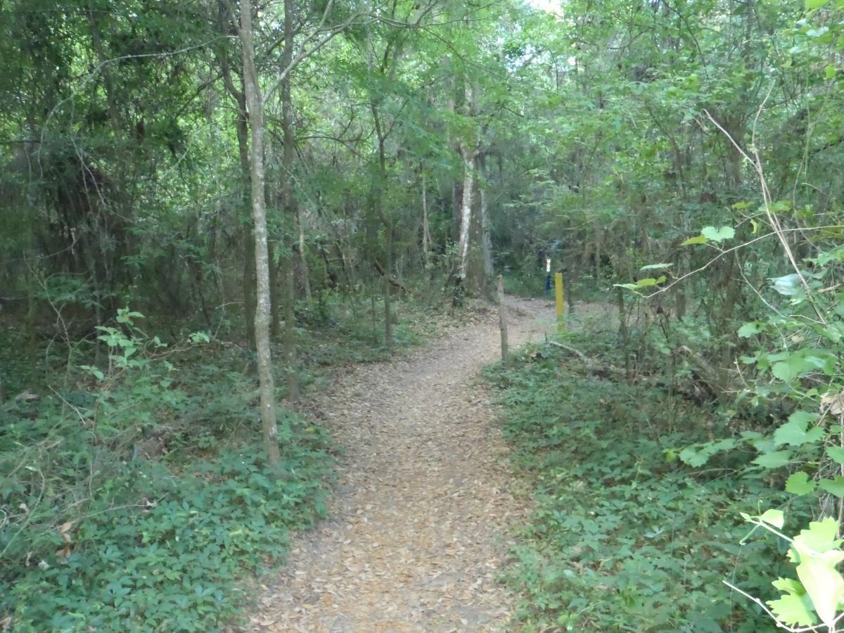 Pine Tree Loop photo