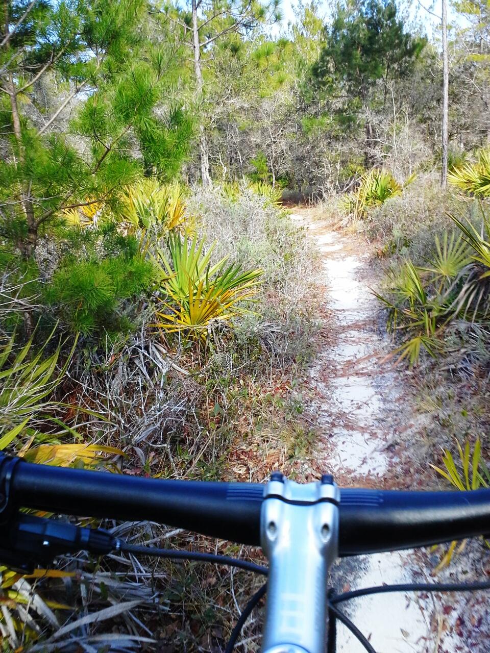 Longleaf Pine Greenway Trail photo
