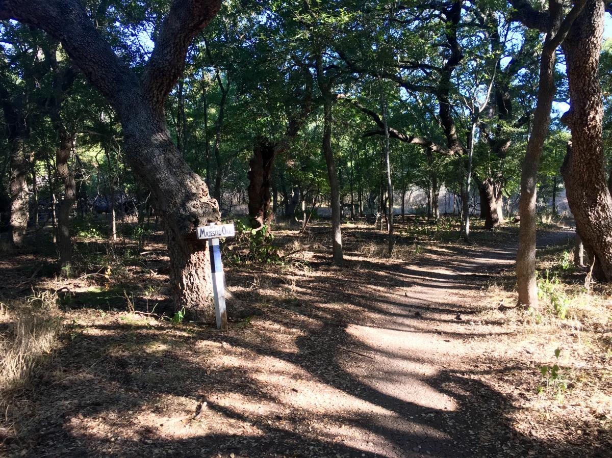 McAllister Park photo