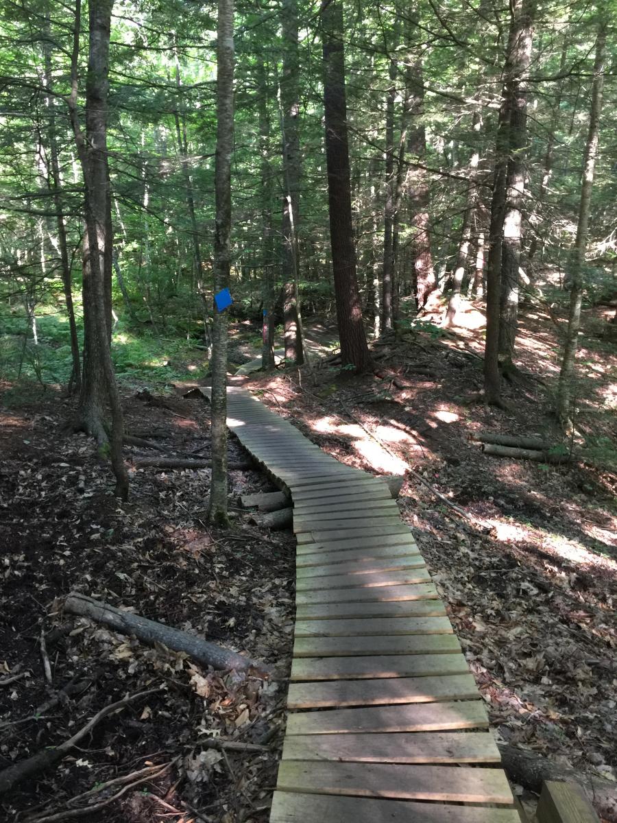 Blackstrap Hill Preserve Mountain Bike Trail in Falmouth, Maine