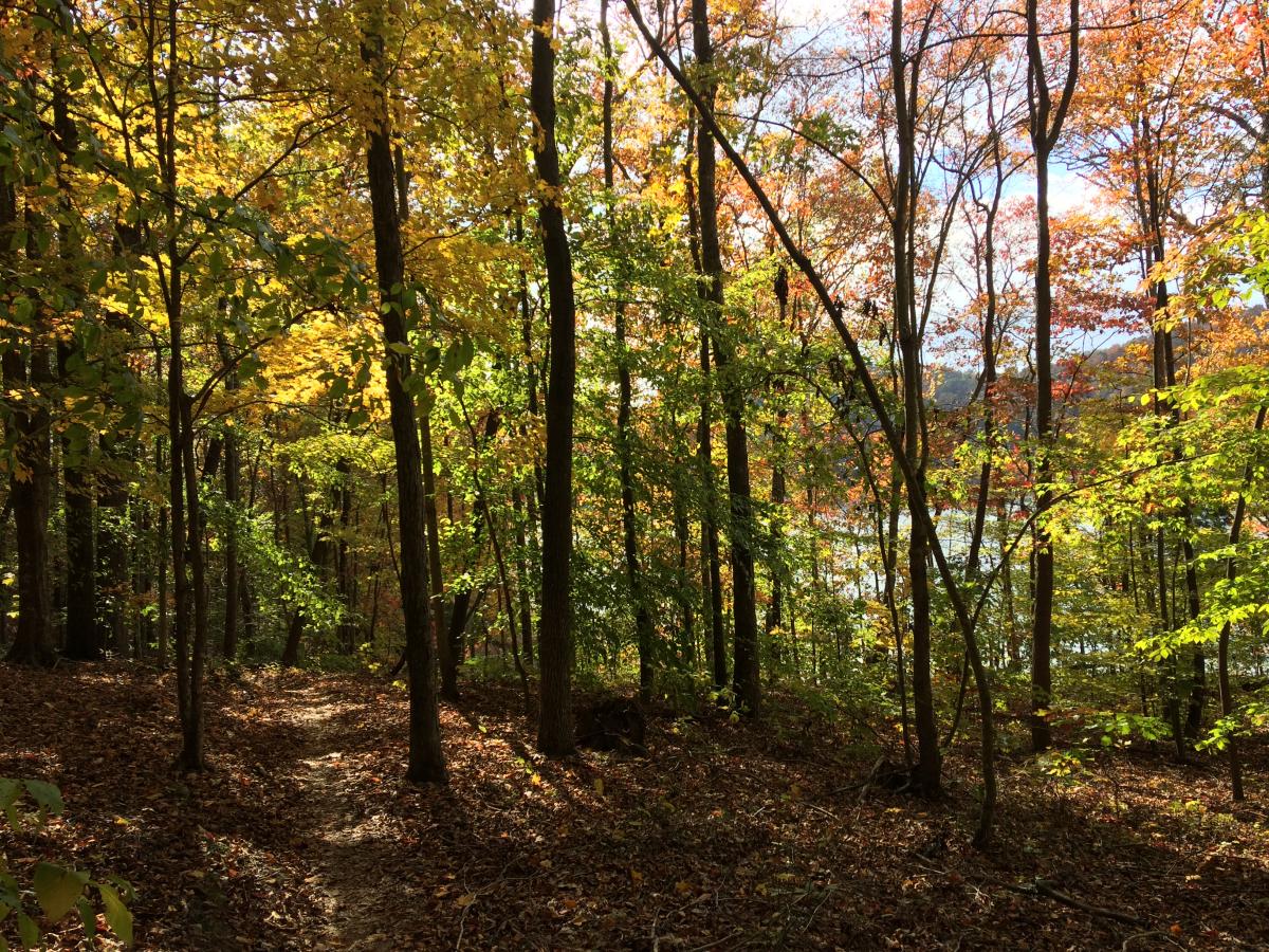 Loyston Point Trail Mountain Bike Trail in Andersonville, Tennessee