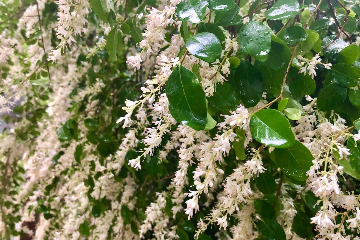 Stop and Smell The Privet, Then Pull It Up By Its Roots Please Singletracks Mountain Bike News