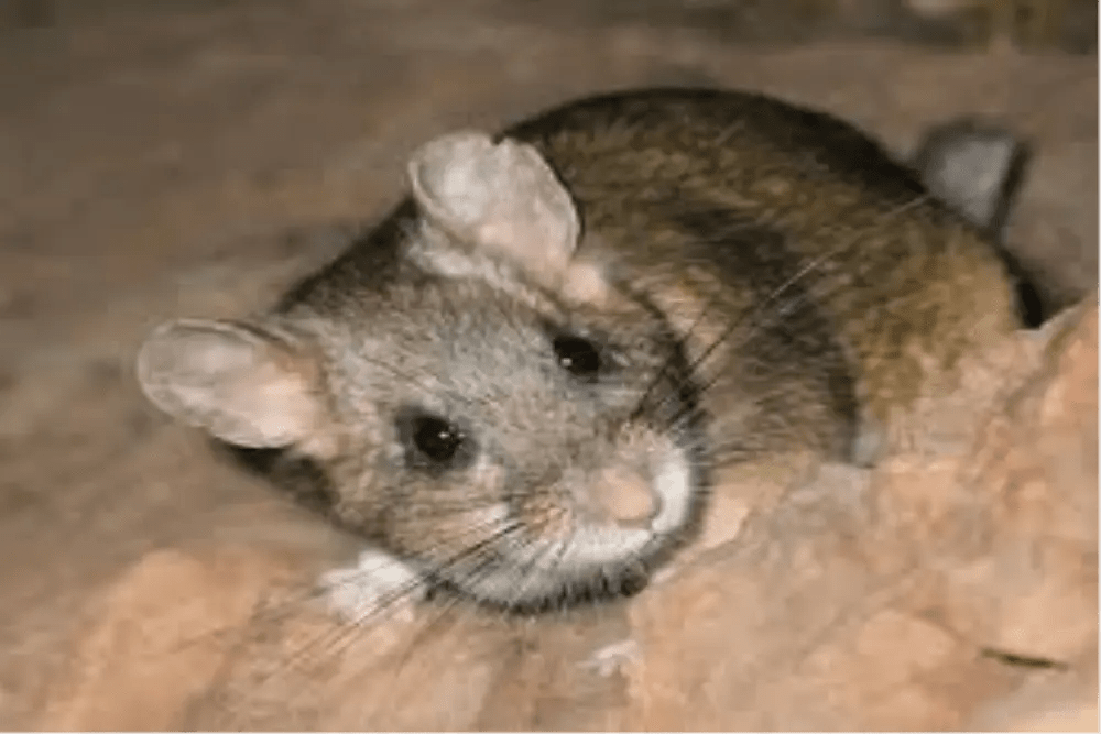 Pest Control Primary Contract Rats & Mice (Rodent) Control for Whole