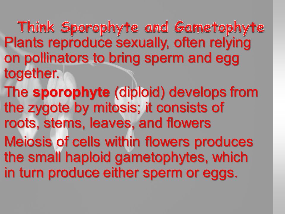 Plants reproduce sexually, often relying on pollinators to bring sperm