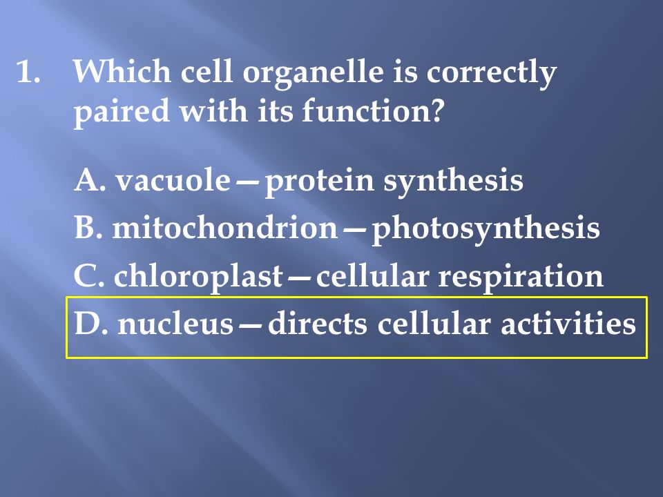 Starters. 1.Which Cell Organelle Is Correctly Paired With Its Function? A. Vacuole—Protein Synthesis B. Mitochondrion—Photosynthesis C. Chloroplast—Cellular. - Ppt Download
