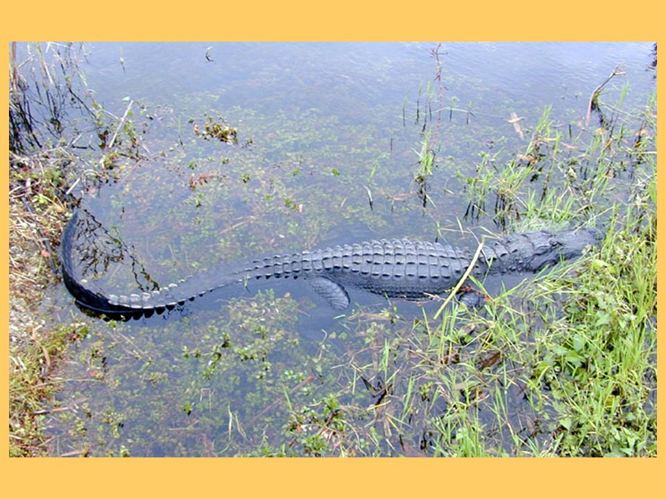 In what state is the Everglades located? In what part of Florida is the