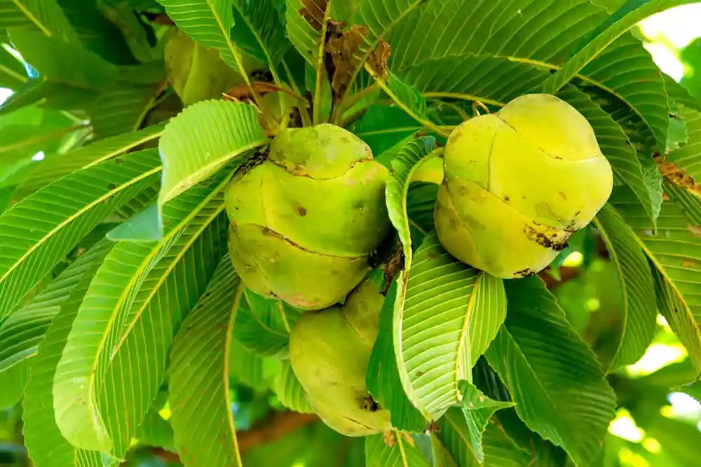 9 LesserKnown Indian Fruits You Must Know Of