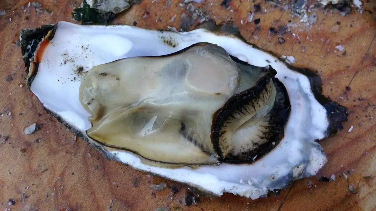 Oysters And More Five Foods That Are Aphrodisiacs
