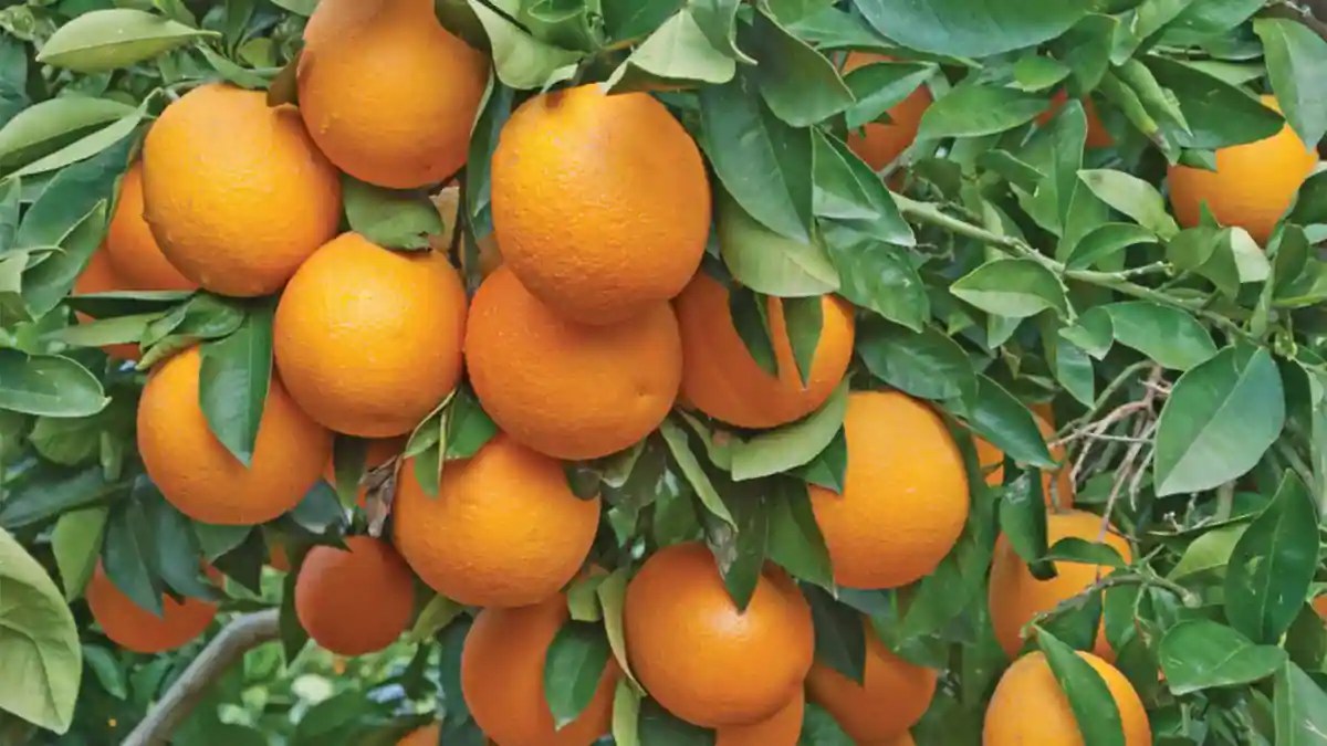 Why Is Nagpur Called The 'Orange City' Of India?