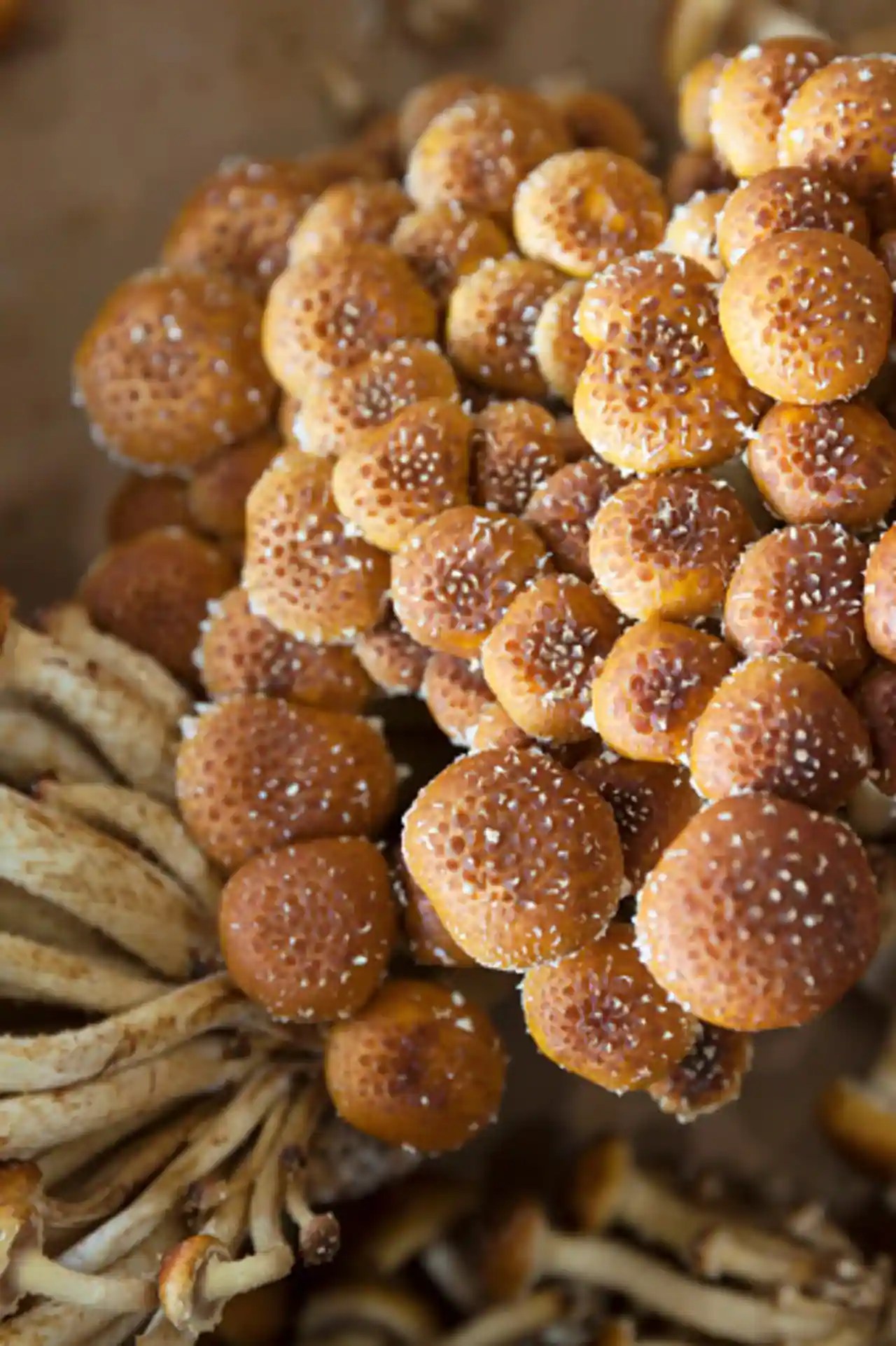 An Ultimate Guide To Shimeji Mushrooms