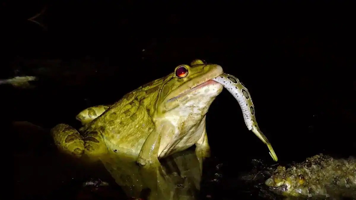 Eating Frog Legs In India And Why It Had To Be Banned