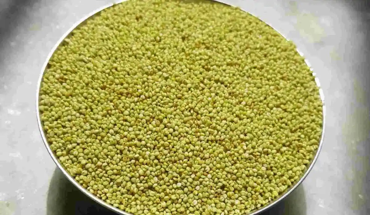 What Is Browntop Millet? Check Out The 7 Health Benefits Of Hari Kagni