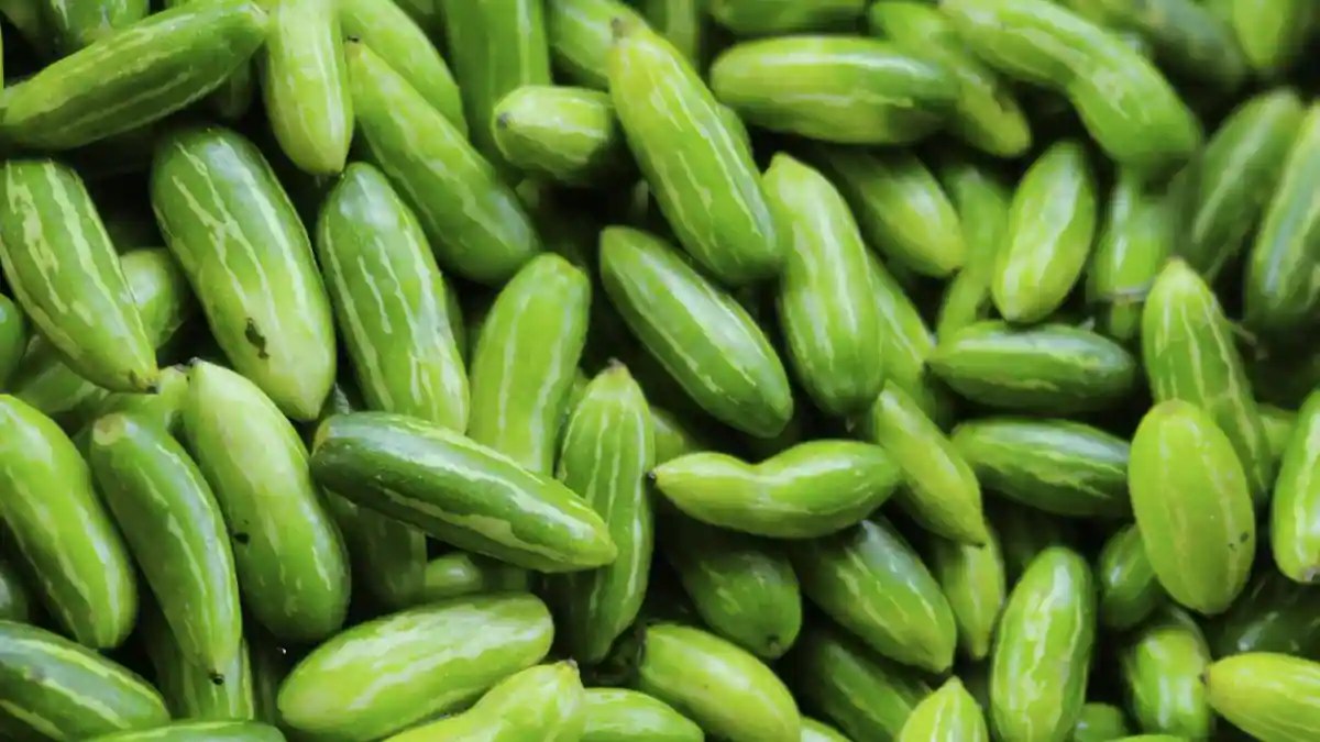 Kundru Delights Exploring The Culinary Uses Of Ivy Gourd With 7 Recipes