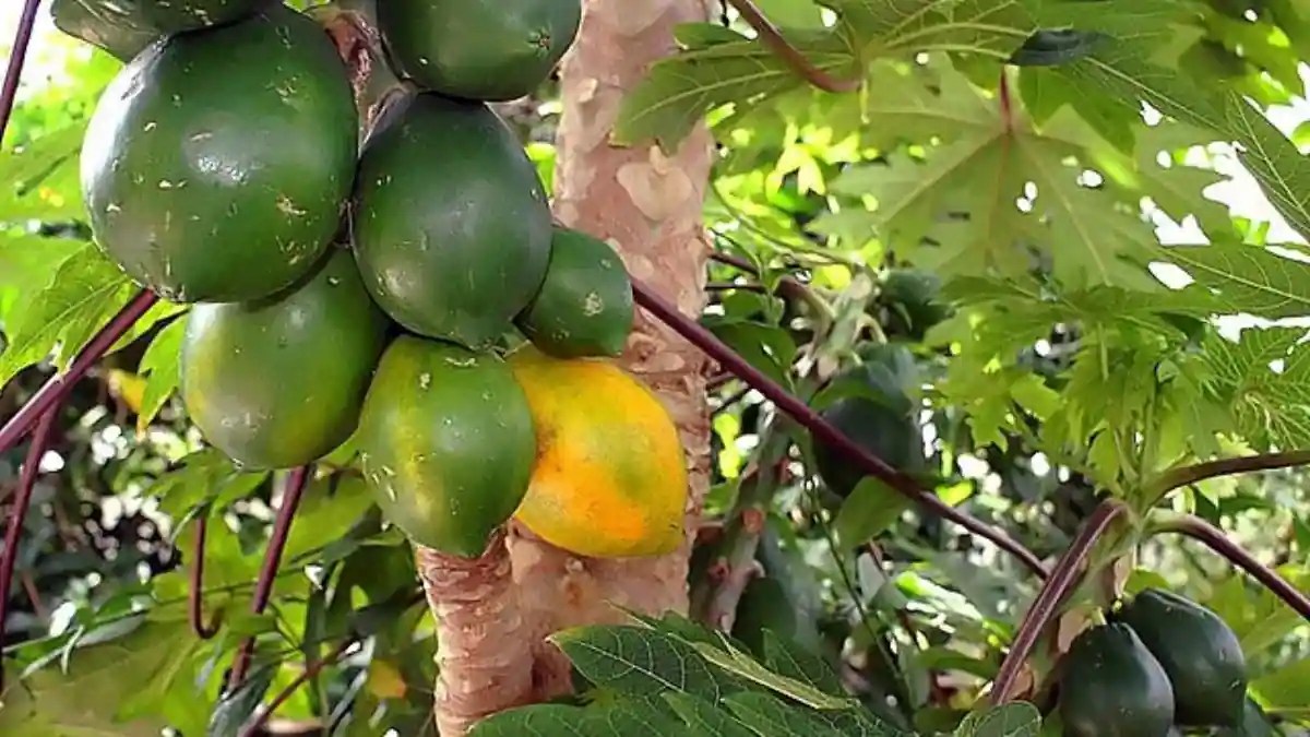 Jackfruit, Avacado 10 Exotic Edibles Sourced From Rainforests
