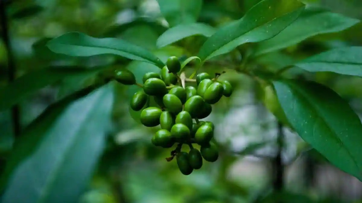 Starting A Kitchen Garden? These Are The Easiest Plants To Grow