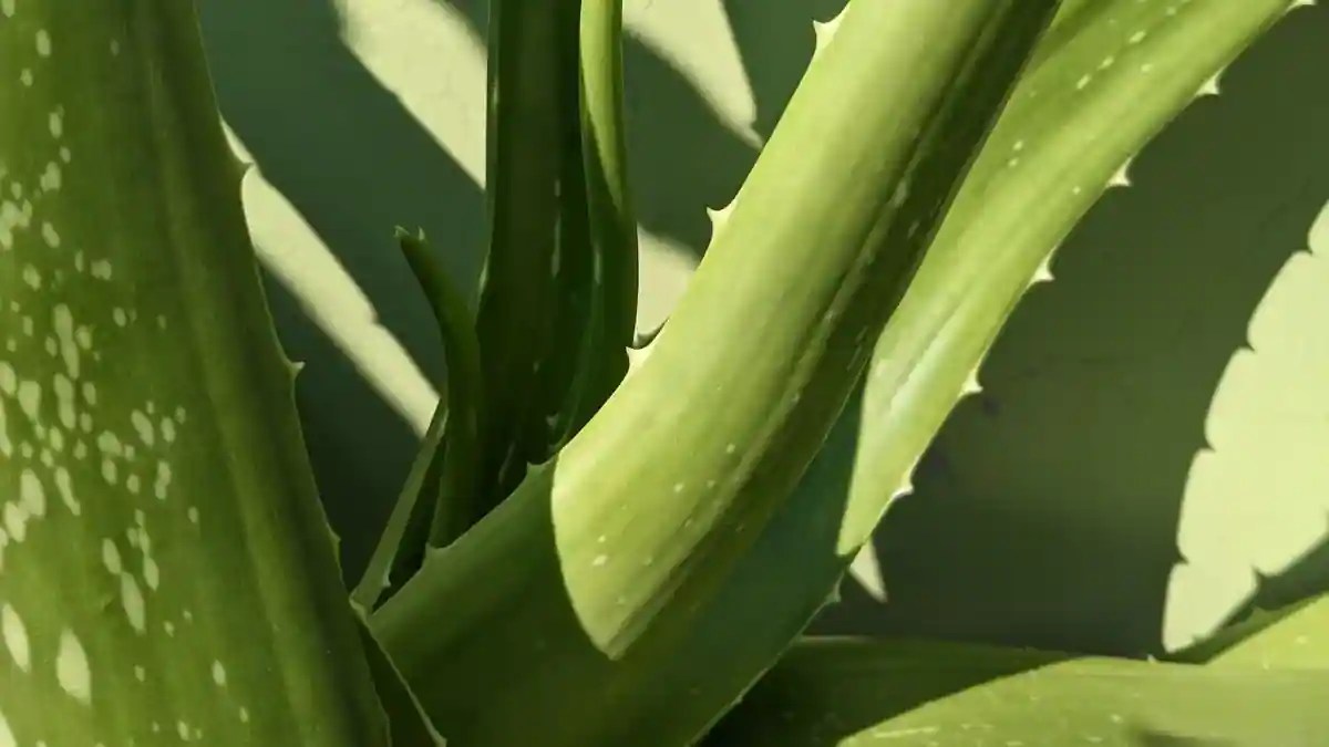 From Skincare To Oral Health Exploring 5 Health Benefits Of Aloe Vera
