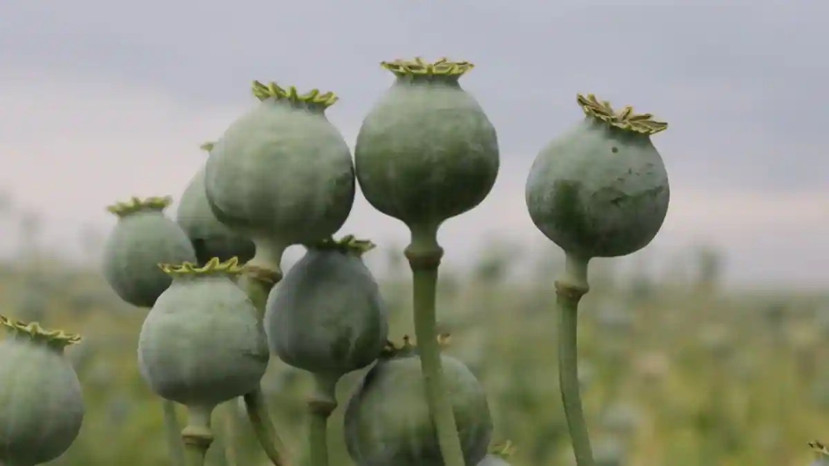 Poppy Seeds 6 Health Benefits Of Khus Khus And How To Use It
